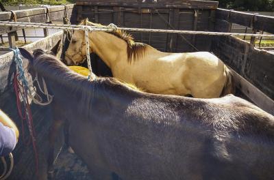 Os cavalos recolhidos na enchente ficarão abrigados em segurança para depois serem devolvidos aos proprietários ou entrar em processo de adoção.