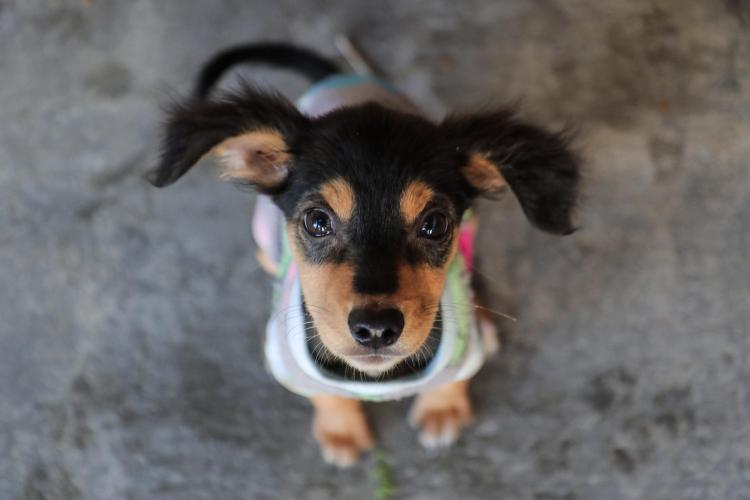 DIREITOS ANIMAIS UMV também está aberta para adoções de animais durante a semana