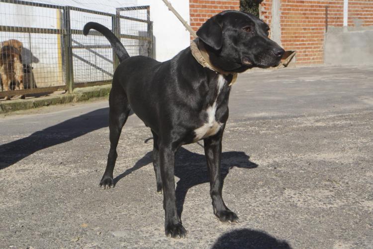 Cães para adoção que estão na Unidade de Medicina Veterinária