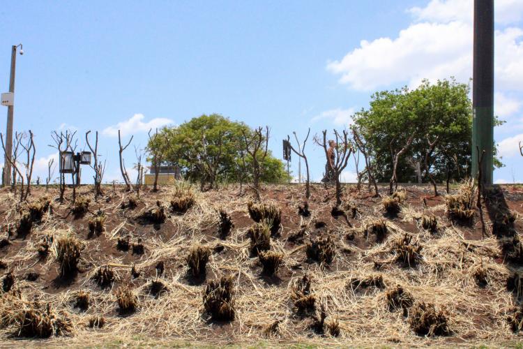 Meio Ambiente, Urbanismo e Sustentabilidade