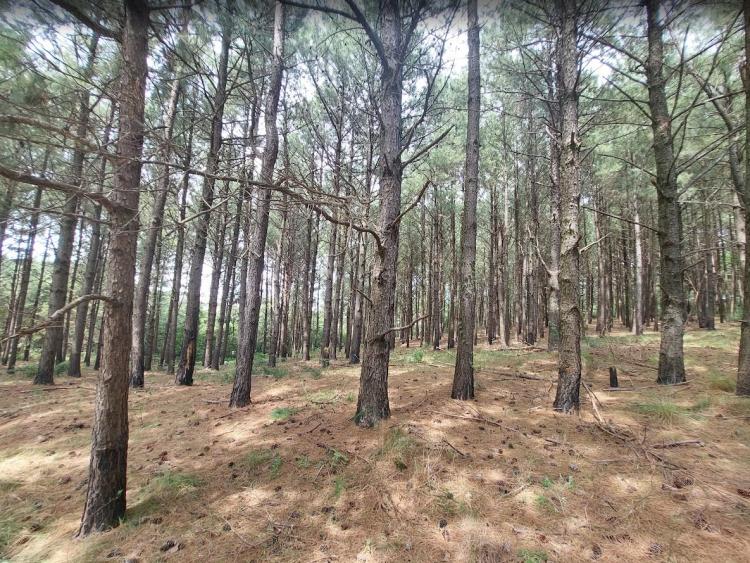 MEIO AMBIENTE URBANISMO E SUSTENTABILIDADE 