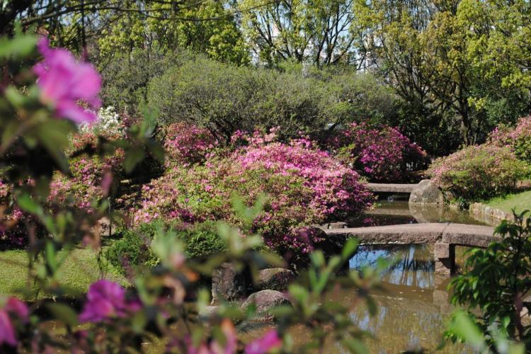 Com proximidade da primavera, as azaleias floridas ornamentam a Praça Shiga