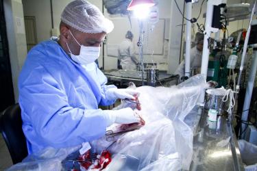 Direitos animais abre agenda para esterilização dos animais