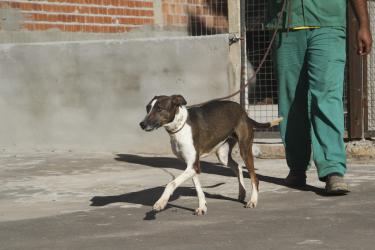 Cães para adoção que estão na Unidade de Medicina Veterinária