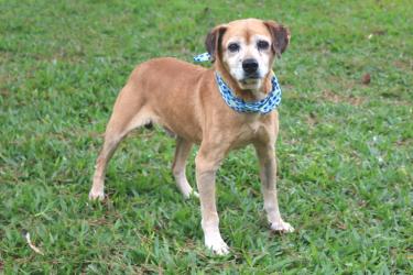 MEIO AMBIENTE E SUSTENTABILIDADE MEIO AMBIENTE E SUSTENTABILIDADE