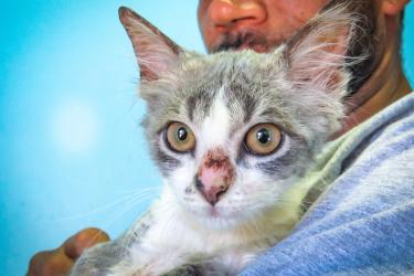 MEIO AMBIENTE E SUSTENTABILIDADE