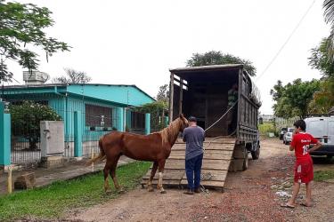 TRANSPORTE E CIRCULAÇÃO