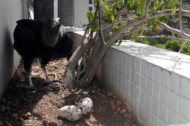 Como evitar ninhos de urubus em sacadas e churrasqueiras