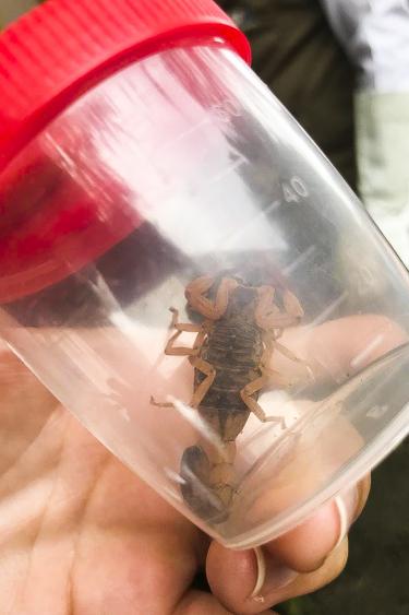 Prefeitura esclarece sobre o escorpião amarelo