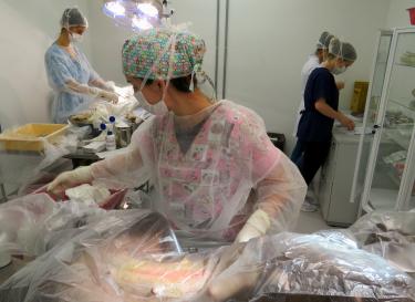 castração de animais