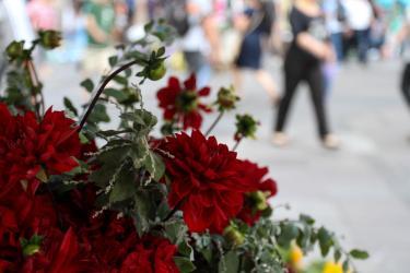 flores