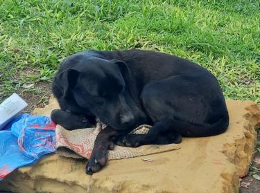 Cães de pessoas em situação de rua recebem auxílio da Prefeitura