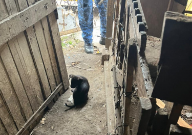 Homem é preso e 14 cães são resgatados em ação contra maus-tratos no bairro Jardim Itu