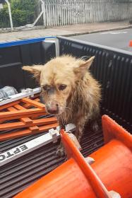 TRANSPORTE E CIRCULAÇÃO TRANSPORTE E CIRCULAÇÃO