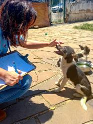 CAUSA ANIMAL