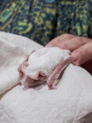 A Equipe de Fauna Silvestre da Secretaria Municipal do Meio Ambiente e da Sustentabilidade (Smams) realizou resgate de um raro exemplar de morcego albino em uma residência no bairro Jardim Carvalho