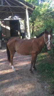 Abrigo da EPTC tem 25 cavalos aptos para adoção