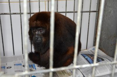 A guarda de animais silvestres como mascote é proibida