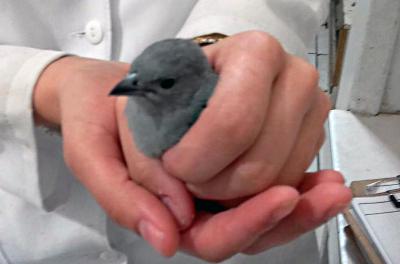 Equipe de Faunas da Secretaria Municipal do Meio Ambiente e da Sustentabilidade (Smams) encaminhou, na manhã desta segunda-feira, 27, duas aves da espécie Saíra para atendimento em clínica veterinária