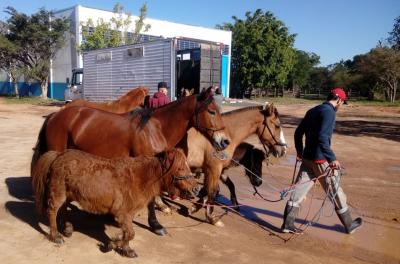 EPTC recolhe sete cavalos por abandono nas ruas
