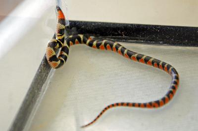 A recomendação, em casos desta natureza, é de que as pessoas evitem importunar os animais silvestres