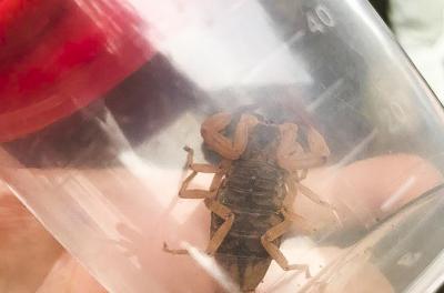 Escorpião amarelo não vai atrás do ser humano. Ele prefere locais escuros e úmidos