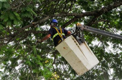 Secretaria de Serviços Urbanos realiza podas na avenida Ipiranga