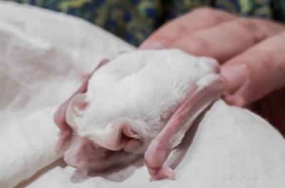 morcego albino