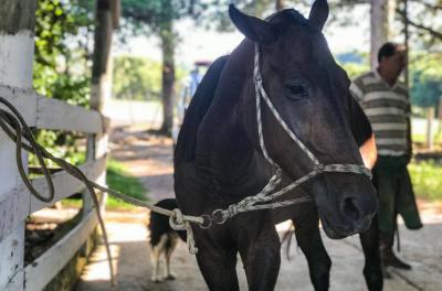 Quinze cavalos estão em condições de adoção no abrigo da EPTC