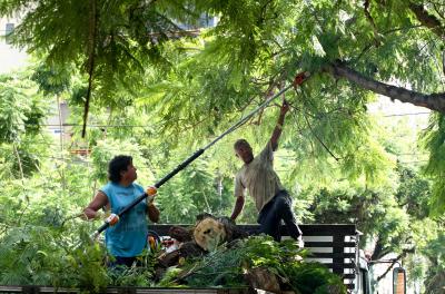 Equipes da realizam ações de podas no final de semana