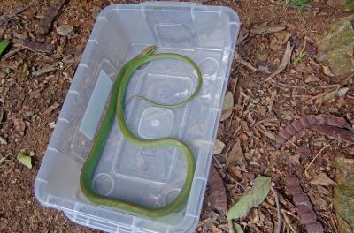 Aumenta incidência de serpentes com temperaturas mais altas