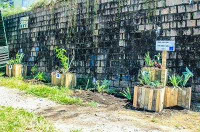 DMLU faz Plantio Urbano Sustentável no bairro Santa Tereza
