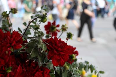 flores
