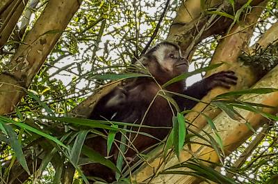 Smams orienta sobre a presença de macacos prego