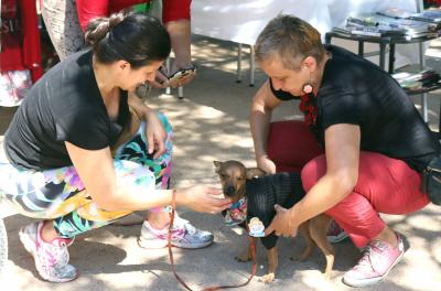 Cuidados na rotina de animais domésticos no inverno