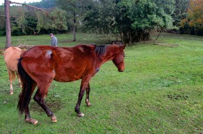 Vítima de maus-tratos, cavalo ferido já se recupera em abrigo
