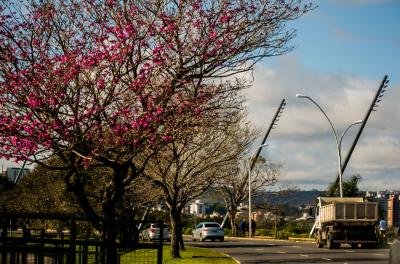 Smams confirma participação no Fórum Gaúcho de Arborização