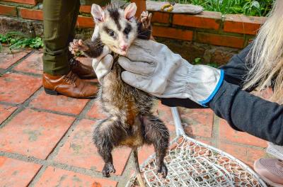 Gambá é resgatado de residência no bairro Petrópolis