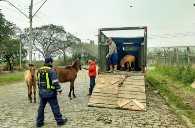 EPTC recolhe quatro cavalos soltos no Parque Humaitá