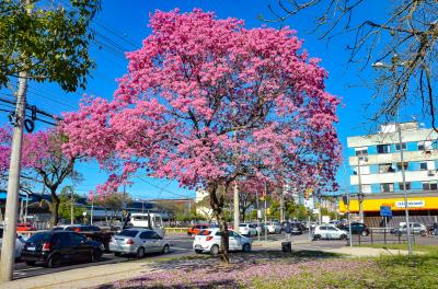 Smams estreia ação Árvore do Mês com ipês