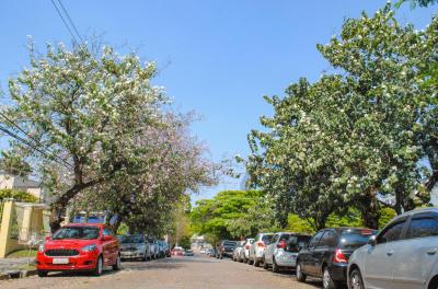 Projeto da Smams vai divulgar espécies de árvores da Capital