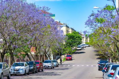 Ãrvore do Mês: jacarandá pinta a cidade de lilás