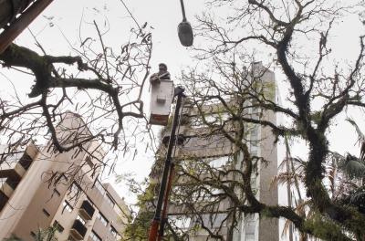 Prefeitura divulga balanço semanal de podas e supressões