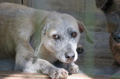 Me Adota? já assegurou um lar para 115 animais neste ano