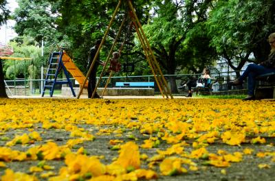 Árvore do Mês: Tipuana exibe cachos alaranjados