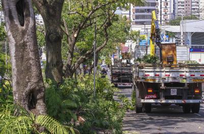 Prefeitura divulga balanço semanal de podas e supressões