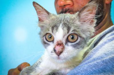 Ano Novo: cuidado com pânico de animais a fogos de artifÃcio