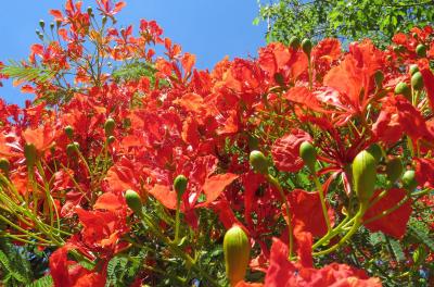 Árvore do Mês: conheça a espécie de flores flamejantes