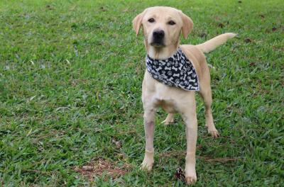 Cuidados com os animais nas férias, em casa ou na estrada