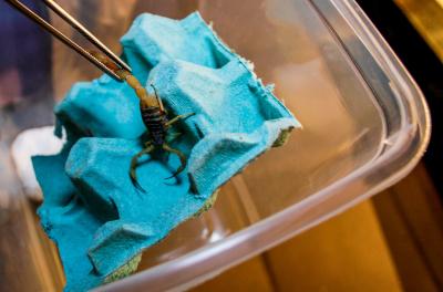 Acidentes com animais peçonhentos podem aumentar no calor